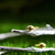 Bird on Branch Bangle